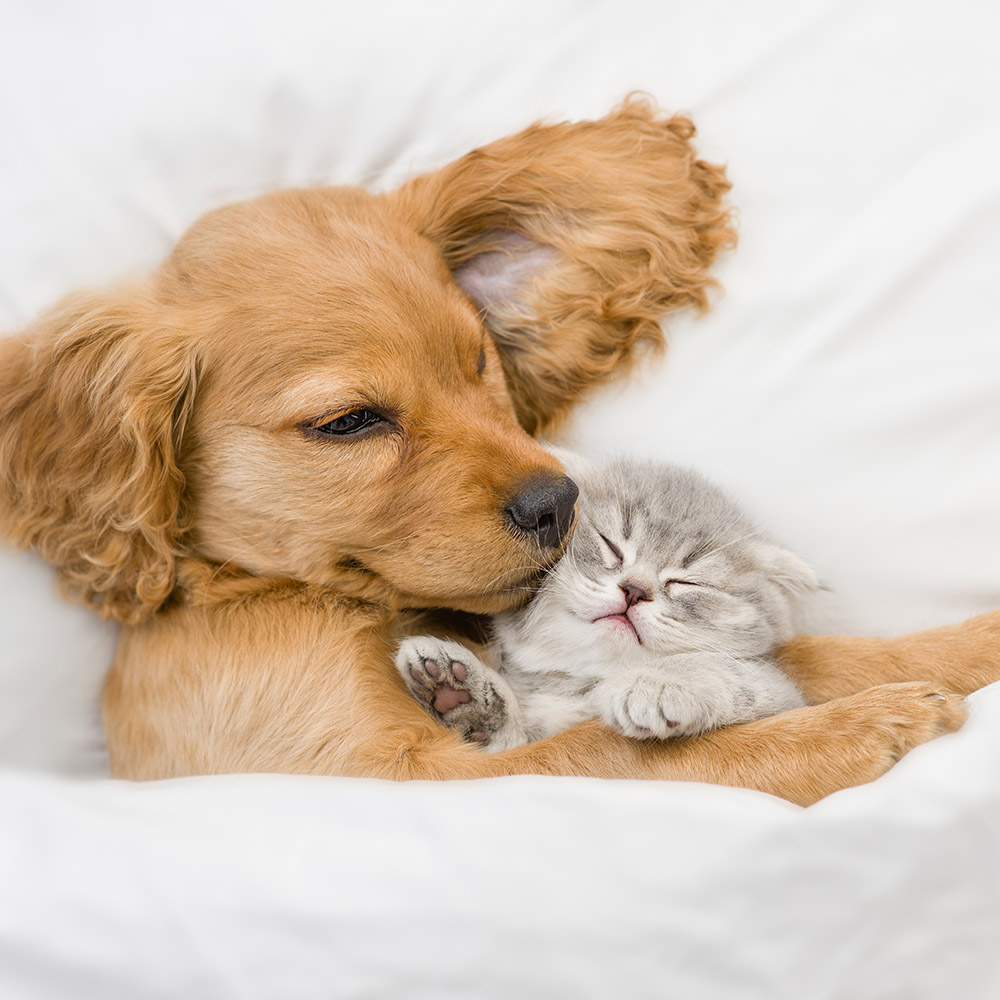 produits-veterinaires-pharmacie-du-golf-bailly-romainvilliers-serris